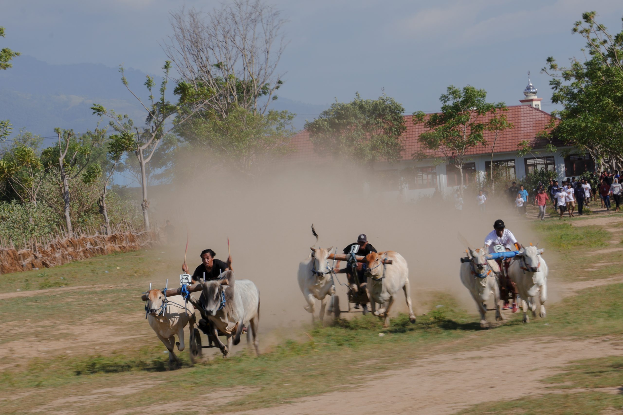 Karapan Sapi di Sigi, Tradisi Syukur dan Silaturahmi Usai Panen Raya