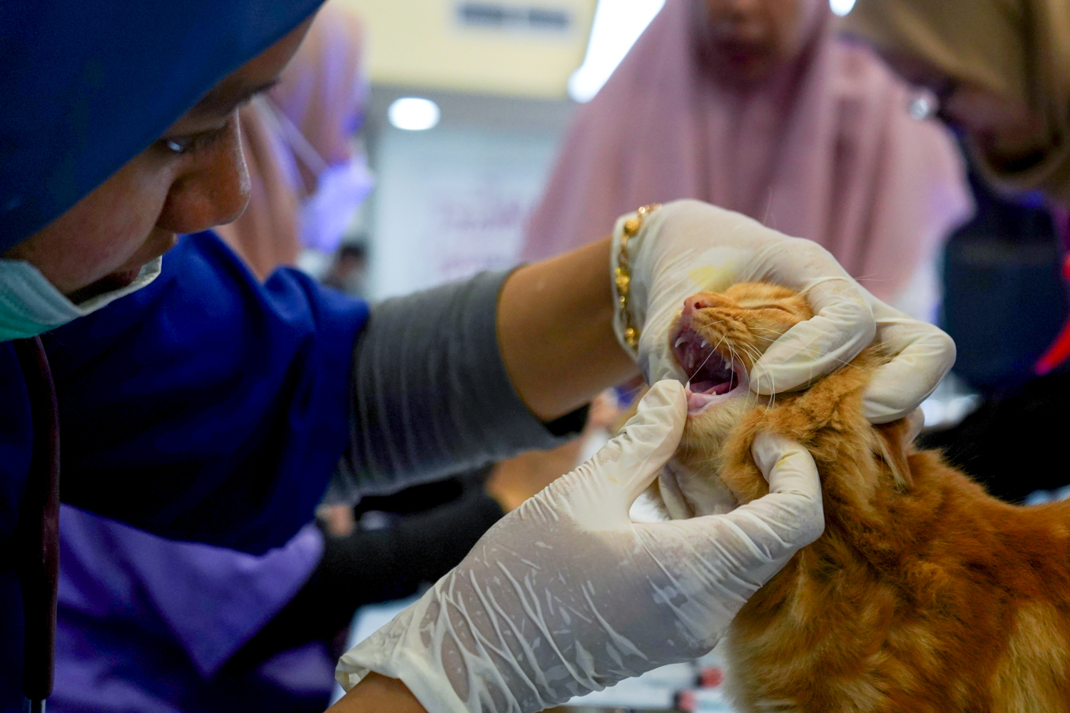 Hari Rabies Sedunia 2024, Kedokteran Hewan Unhas Gelar Vaksinasi dan Edukasi di Makassar