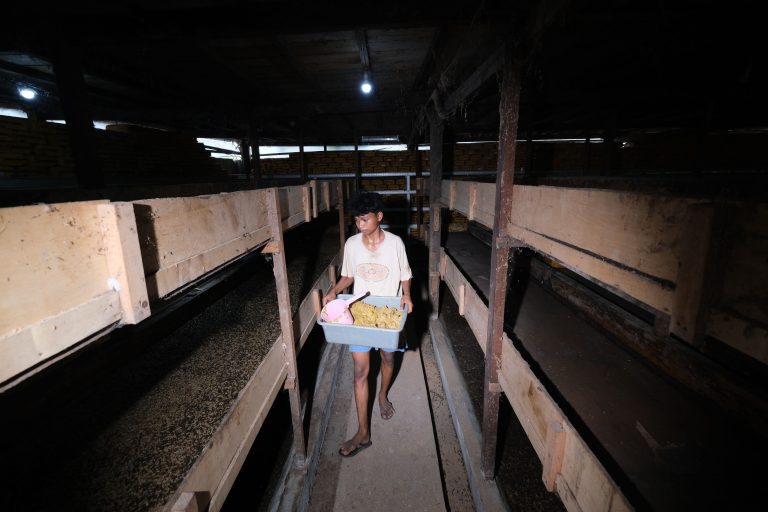 Budidaya Maggot di Makassar Kurangi Sampah Organik dan Hasilkan Nilai Ekonomi