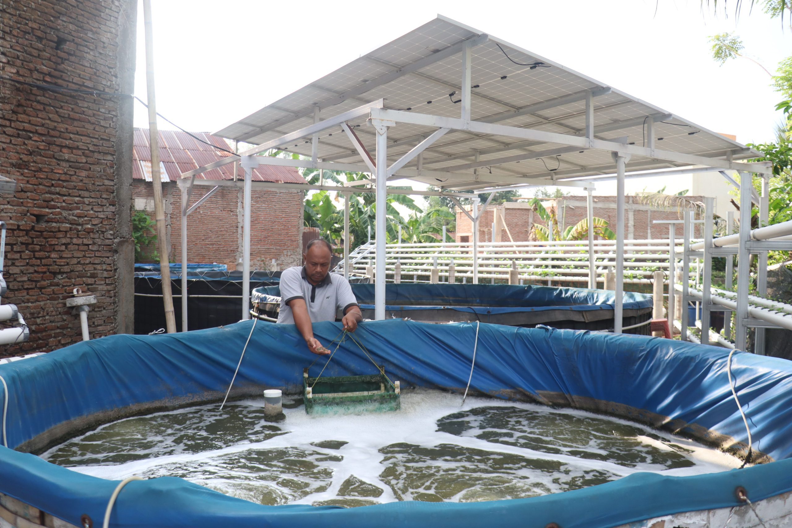 Pemanfaatan Energi Surya Tingkatkan Produksi Udang Vaname di Makassar