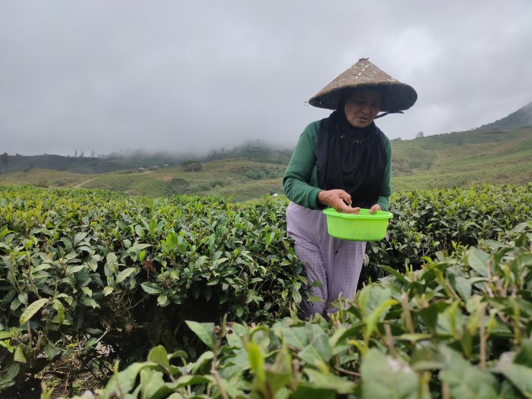 Pesona Kebun Teh Malino Highlands, Destinasi Wisata Edukatif di Gowa