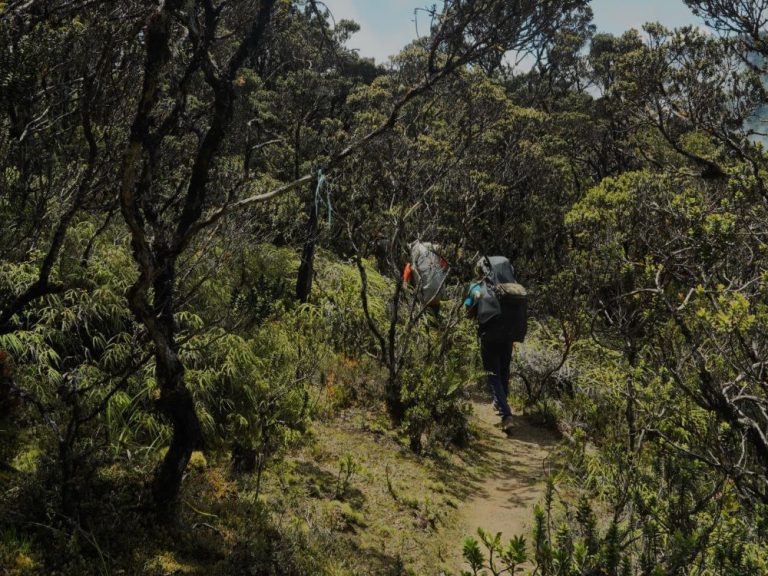 Puncak Sunyi dan Jejak Tanpa Tanya