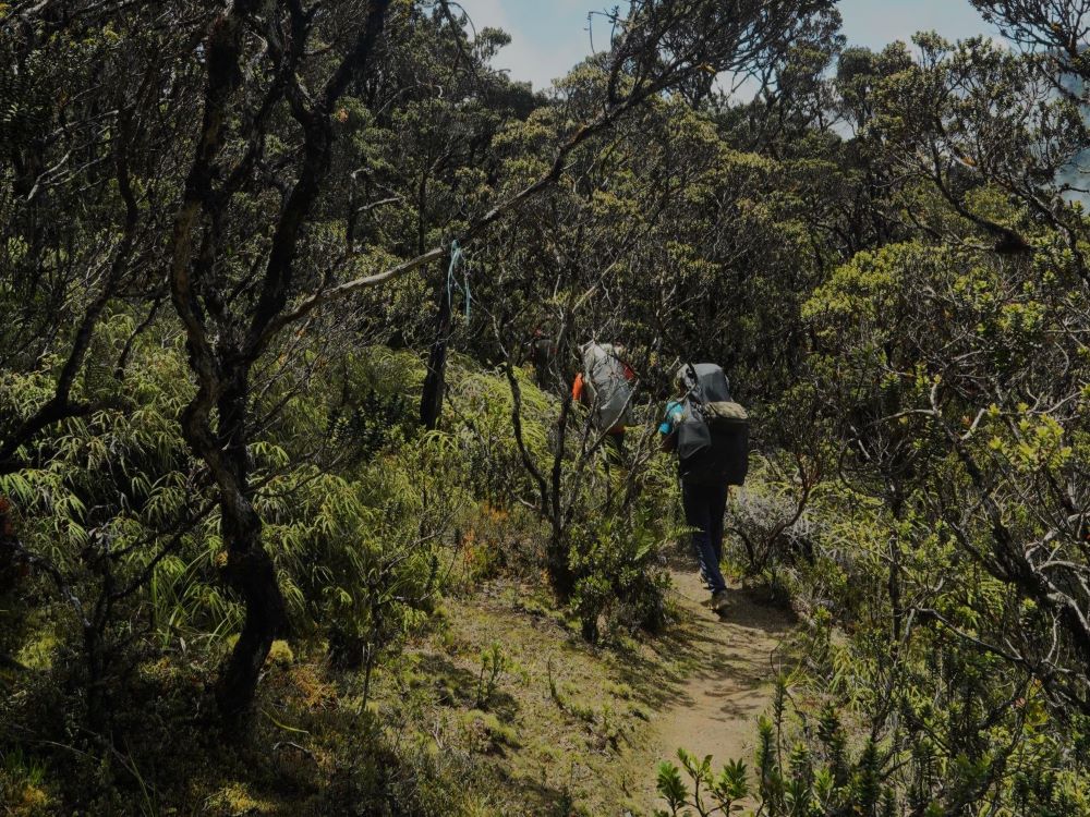 Puncak Sunyi dan Jejak Tanpa Tanya