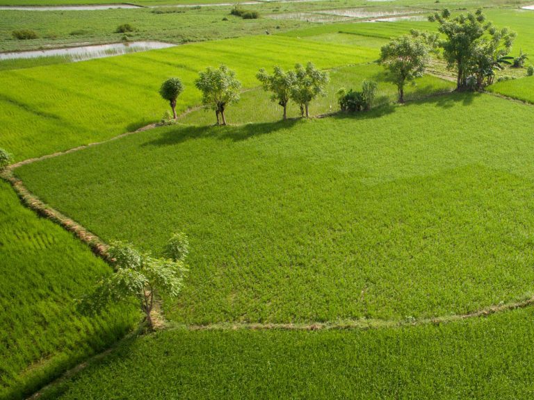 Swasembada Beras 2026: Melimpah di Gudang, Tersisa Persoalan di Sawah