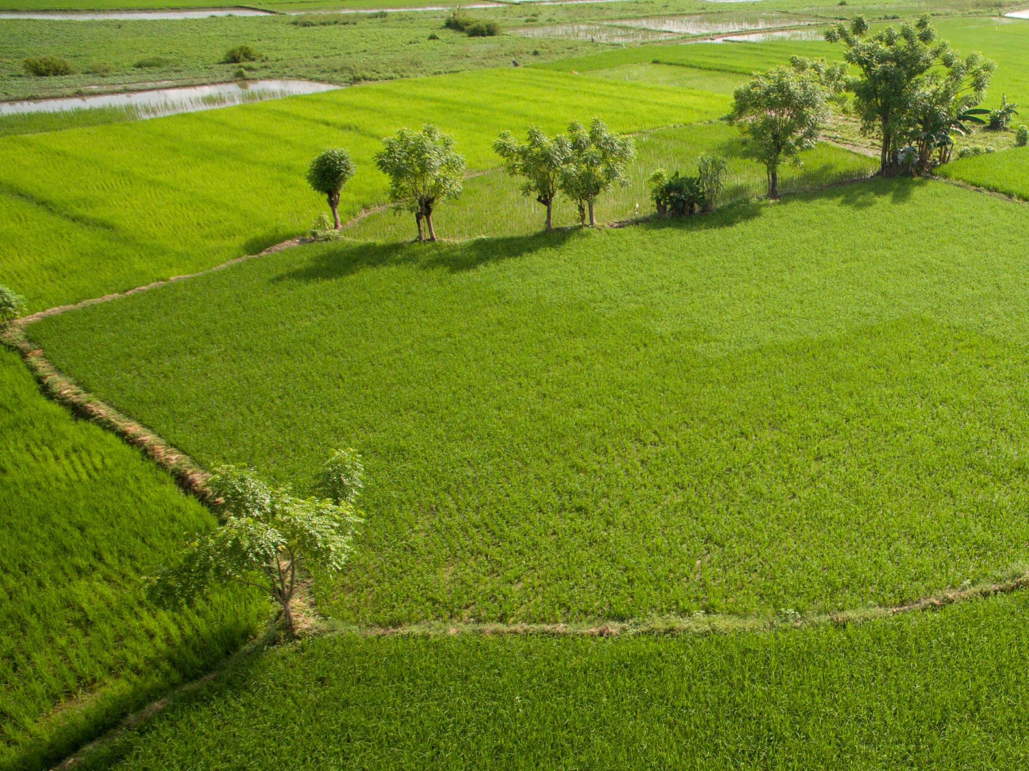 Swasembada Beras 2026: Melimpah di Gudang, Tersisa Persoalan di Sawah